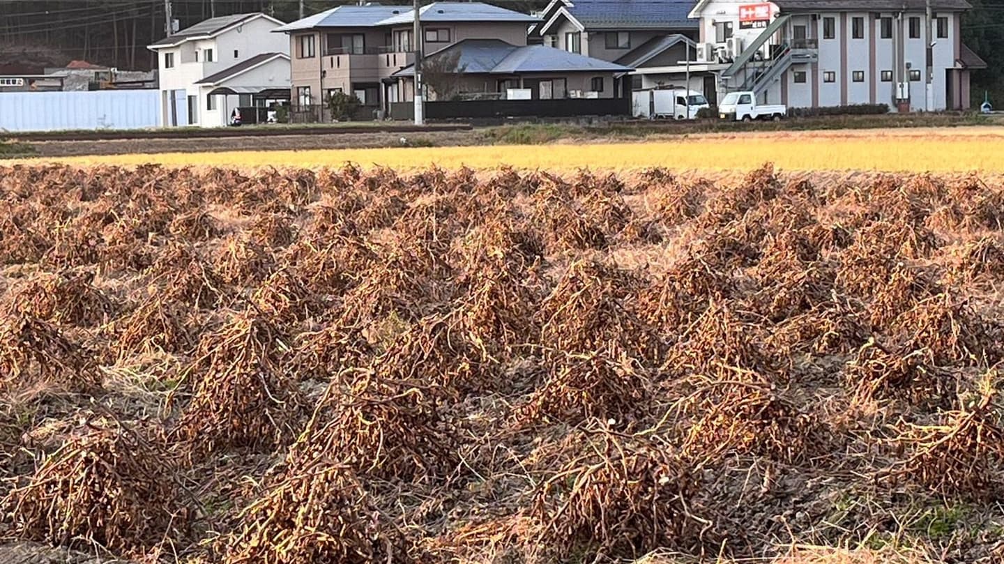 農園風景　乾燥黒豆